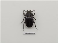 藏品(鬼艷鍬形蟲)的圖片